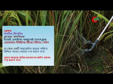 বাদামী গাছ ফড়িং