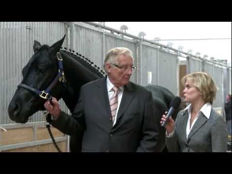 Hannoveraner Hengstkörung und Hengstmarkt 2011