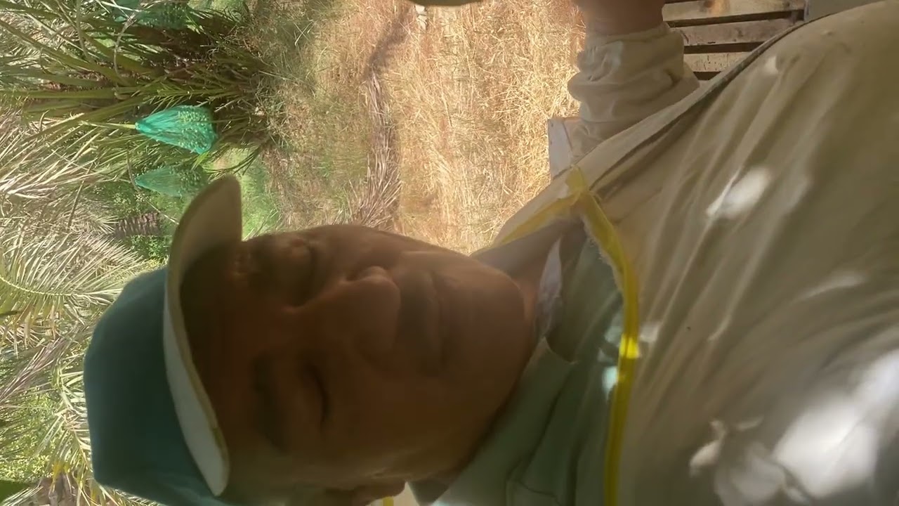 الملكات المختبرة عن طريق التلقيح الصناعي 