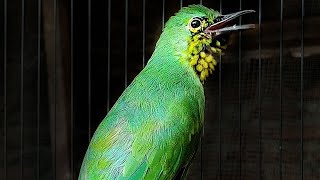 Download lagu CUCAK IJO TROTOLAN gacor mantap untuk pancingan bunyi CUCAK IJO TARUNG JAMTROK mp3 Download lagu CUCAK IJO TROTOLAN gacor mantap untuk pancingan bunyi CUCAK IJO TARUNG JAMTROK mp3