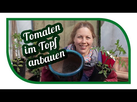 Tomaten in Kübel und Topf Pflanzen und erfolgreich anbauen für Balkon oder Terrasse