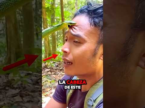 ¿Cómo Sobrevivir a una Mordedura de Serpiente? 🐍😨
