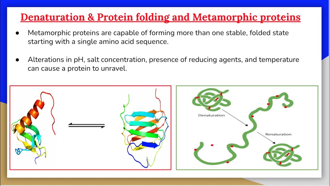Proteins 6: Metamorphic Proteins and Protein Folding & Denaturation