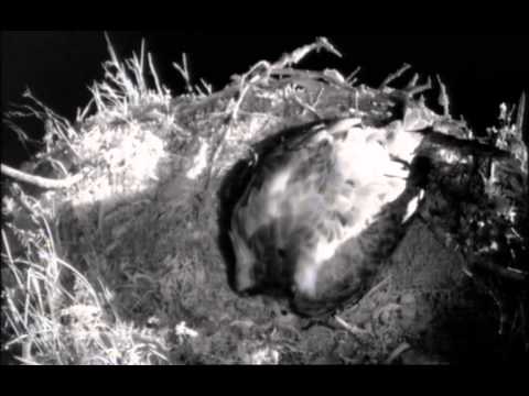 2014 RSPB Osprey Chick Loch Garten