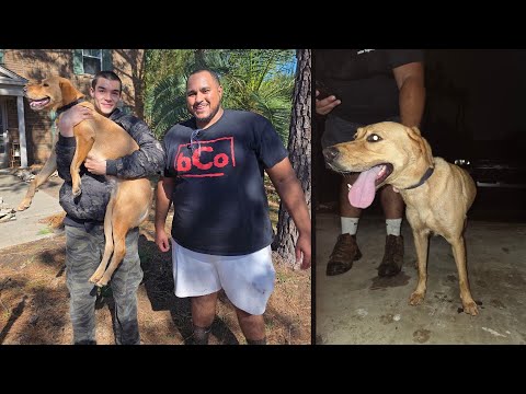 EF-2 tornado in Spring scares puppy into running away but these Texans helped bring her home