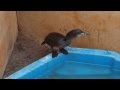 Reed Cormorant Swallows Fish Whole