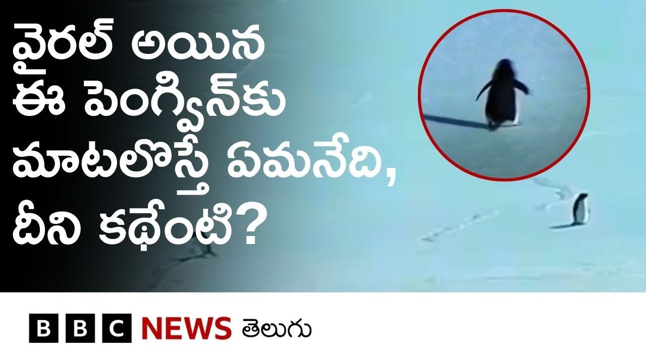 ఈ penguin ఎందుకలా ఒంటరిగా వెళ్లిపోయింది? | ‘But, Why? Penguin’ Trend | BBC Telugu