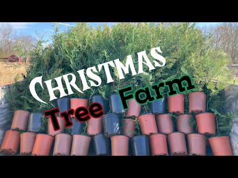 Behind the Scenes: Making Money Hauling Christmas Trees!!