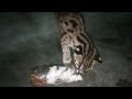 Asian Leopard Cat Eat Mice