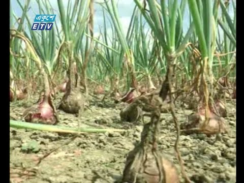 বারি-৫ জাতের পেঁয়াজ উৎপাদন করে সফল হয়েছে মেহেরপুরের কৃষি বিভাগ