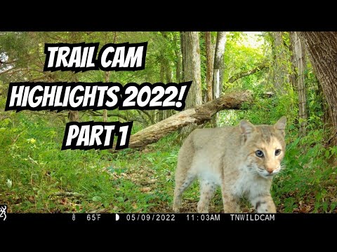Best trail cam highlights of 2022! Part 1