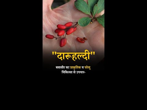 Hemorrhoids Treatment at Home & Natural remedy: Barberry  #shorts #hemorrhoids #piles #pilestypes