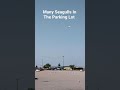 Many Seagulls In The Parking Lot Shorts