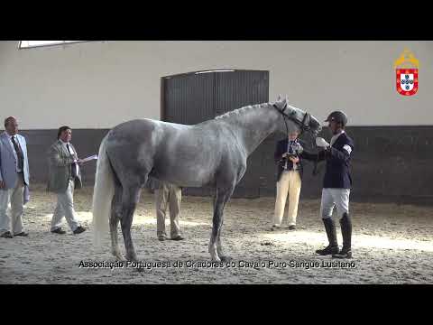 220716 33 Nicola Aprovação de Garanhões