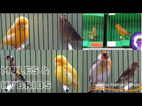 Breeding Mules and Hybrids - The Native Diaries Episode 4