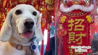 今年も旧正月前に三鳳中街に行ってきたビーグル犬モモ