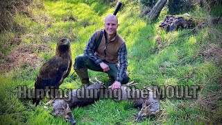 Hunting for food during SAKO’s MOULT #meateater