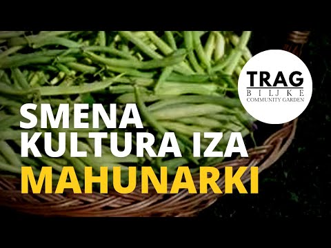 SMENA KULTURA IZA MAHUNARKI - PERMA MODELI 6  (2021) [TRAG BILJKE]