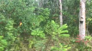 Rubber Plantation on over 6 Rai of Land for Sale in Krabi