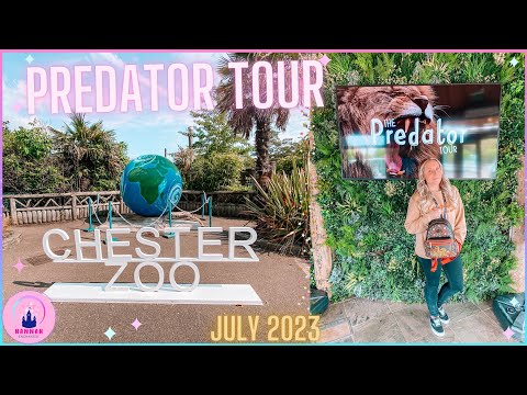 Chester Zoo Vlog Predator Tour July 2023 Early Morning Access Gift Shop Lion Tiger Giraffe Disney