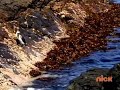 Little Einsteins Mr Penguin S Ice Cream Adventure On Nick On November 26 2012 Part 7