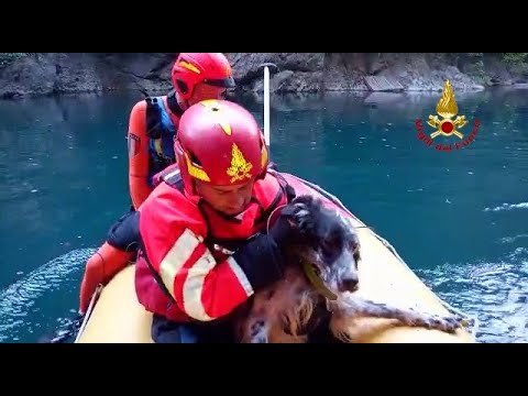 COGOLLO DEL CENGIO (VI) - AVVENTURA A LIETO FINE PER NICO. UN SETTER INGLESE CADUTO IN UN DIRUPO