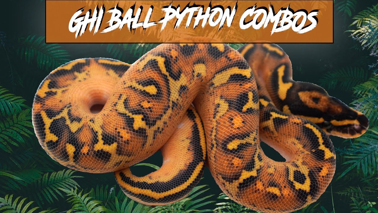 GHI Ball Python Morph Combos |  Jack's Reptiles