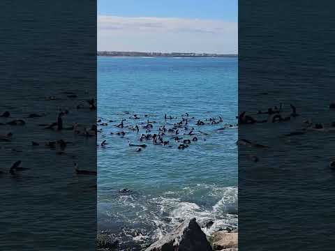 Lobitos marinos en Quequén  #turismo #travel