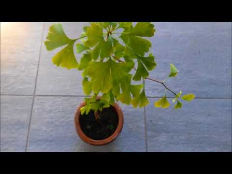 Ginkgo - Anzucht des Lebensbaumes