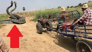 12 Scariest Animals In The Tropics