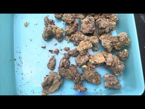 Avaay signature 23/1 - Blueberry Yum Yum 