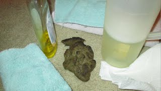 #2 RAGS cleaning slimy diarrhea dog poop from carpet turd stain removal TOWELS no carpet cleaner!