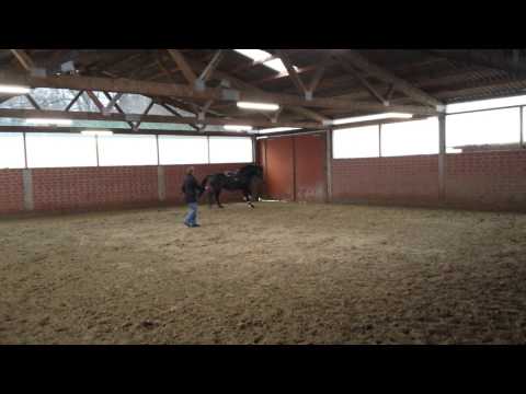 Diataro von Diatano x Show Star - Trab