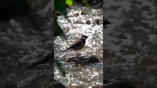 Download lagu #birds #birdsong #burungkicaudialamliar #birdsounds #nature #animals #shorts mp3