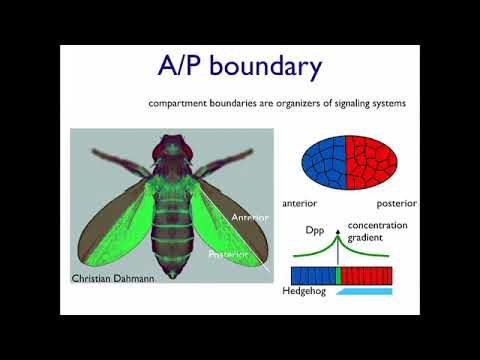 Biophysics of Tissues - 1