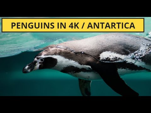 All About Penguins for Kids: Penguins of the World for Children