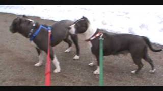 Walking both dogs at the graveyard