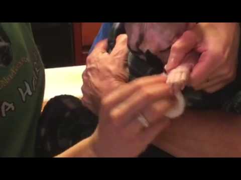 Hairless Cat ToeNail Grooming Video