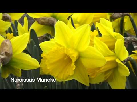 download lagu mp3 mp4 Narcissus Marieke, download lagu Narcissus Marieke gratis, unduh video klip Narcissus Marieke