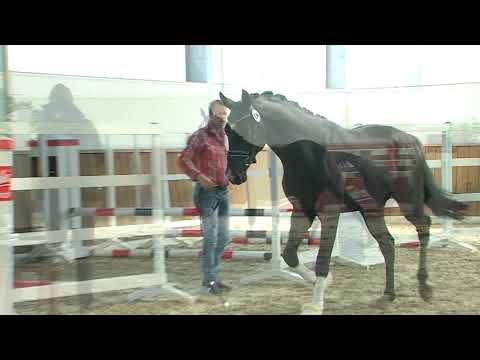 29. Mecklenburger Körtage - Kat.Nr. 02 Hengst v. Bernay