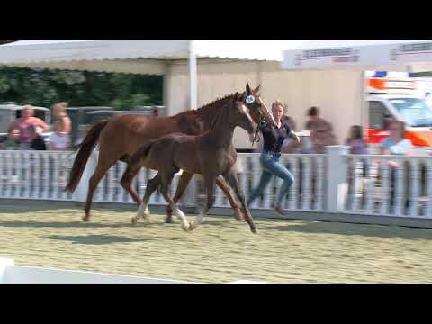 Hf v Untouchable x Argentinus x Zeus 2020