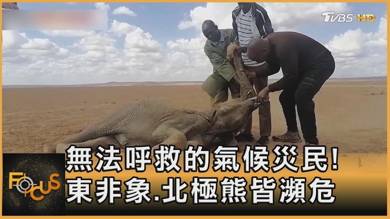 無法呼救的氣候災民!東非象北極熊皆瀕危