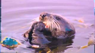 devonwho - Cruisecontrol feat. Zackey Force Funk and I, CED