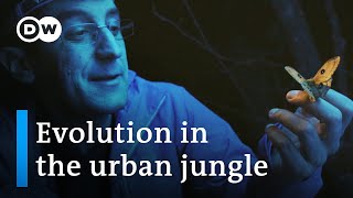 Nature's response to urban sprawl | DW Documentary