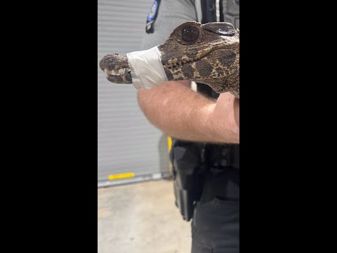 Officers capture missing alligator in Oklahoma