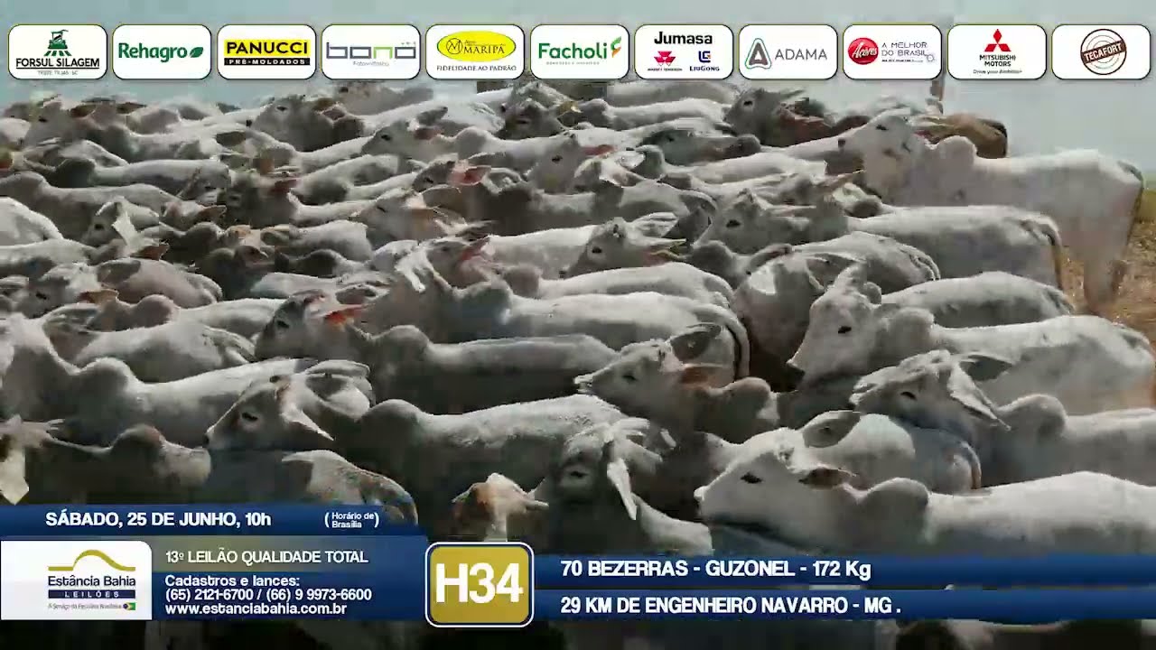 Vídeo LOTE H34 - 13º Leilão Qualidade Total 2022