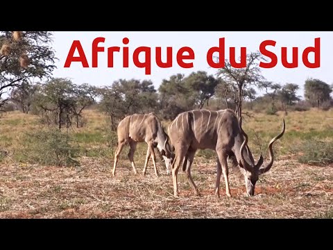 rencontres en Afrique du Sud singles