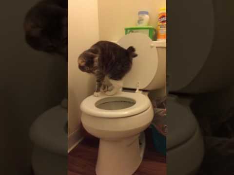 My crazy cat uses toilet to pee instead of her litter box