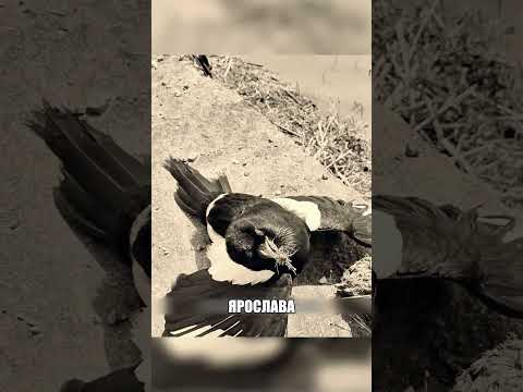 Сорока стала личным КОНТРОЛЕРОМ😱🏠🐦