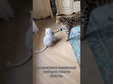 White Cat Hits a Serval Wild Cat 😺 #shorts #wildcat #whitecat #cats #animals #serval